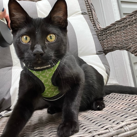 Meet your Posher, Georgette - Picture 3 of 5